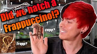 We Hatched a Frappuccino Crested Gecko!!! (I think) by Tyler Rugge