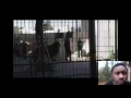 Crazy Lion Attacks Trainer At Circus