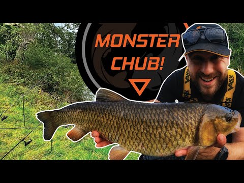 Feeder Fishing On The River Ribble | Barbel and Monster Chub!