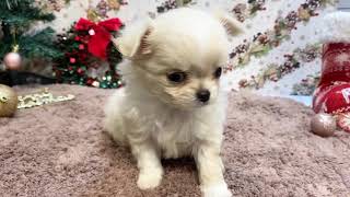 チワワ（ロング）の動画01