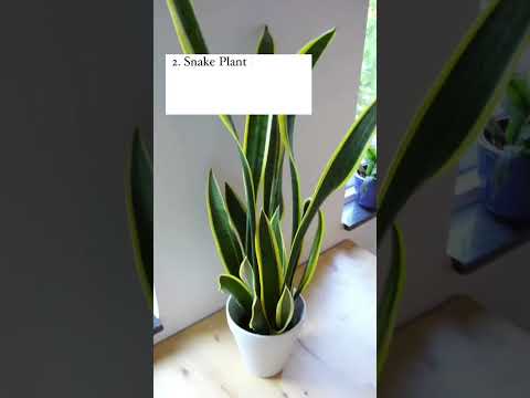 5 Indoor Air Purifying Plants