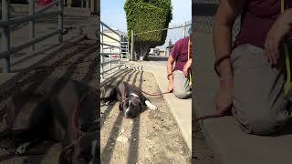 Video preview image #1 American Pit Bull Terrier Puppy For Sale in Pasadena, CA, USA