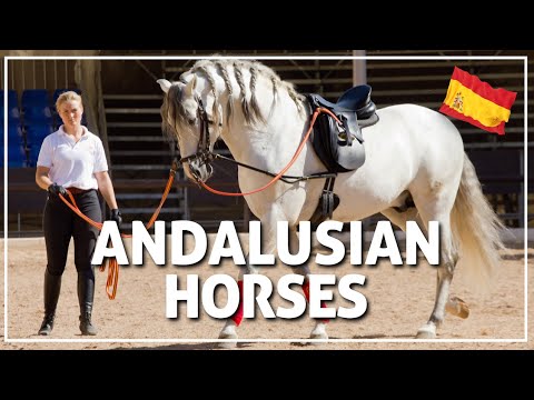 🐴 Must-see Andalusian HORSE SHOWS in Spain 🇪🇸 #207