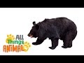 BLACK BEAR Animals For Kids All Things Animal TV