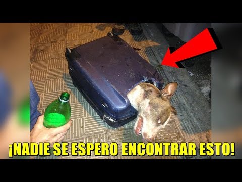 Al principio pensaron que en la maleta estaba un perro sin vida ¡La realidad era mucho peor! Video