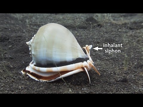 download lagu mp3 mp4 Types Of Sea Snails, download lagu Types Of Sea Snails gratis, unduh video klip Types Of Sea Snails