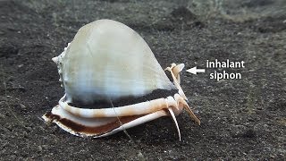 Mucky Secrets - Part 17 - Sea Snails &amp; Flame Scallop - Lembeh Strait