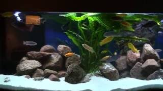 preview picture of video '576 l Malawi tank with 54 Watt LED lightning'