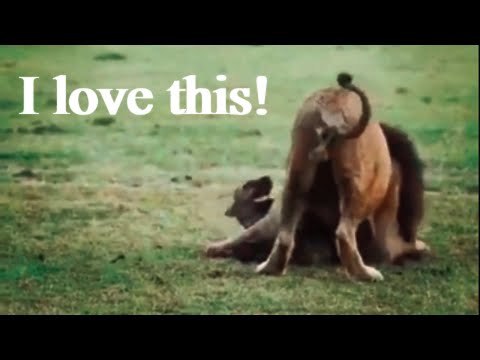 MALE LION KILLS HYENA - New Epic Compilation