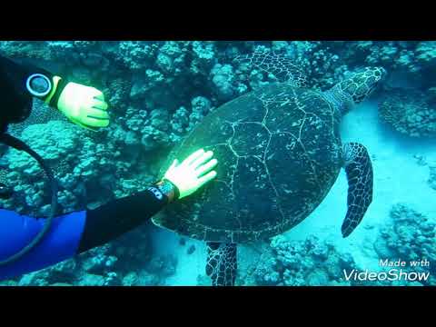 Dive Wadi Lahmi - Red Sea