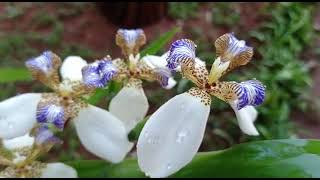 [Palavras Franciscanas]