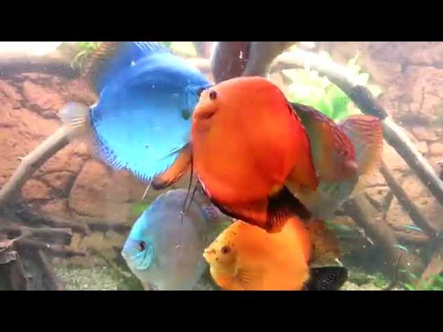 Stendker Discus fish eating from my hand, 450l tank part 2