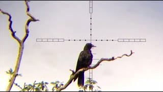 The Airgun Show – crow, pigeon and magpie shooting, PLUS the Umarex UX Patrol on test…