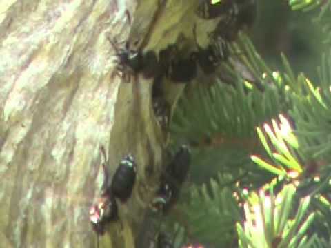 Bald Faced Hornets Nest Beacon Hill Park