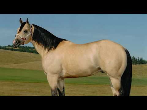 A Smooth Guy tribute 2018