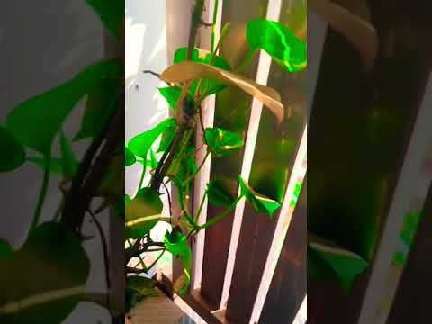 Money Plant ☘️ #plants #moneyplant #vastu #astrology #shortsfeed #shorts #garden #gardening #farming