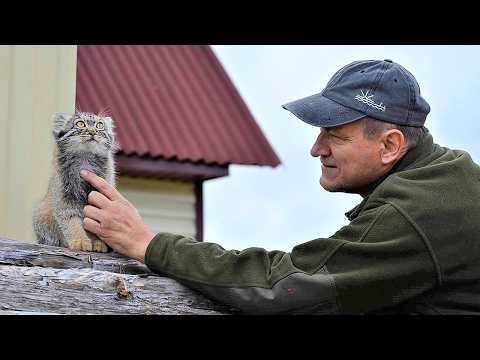 Мan tried to raise a wild cat that is IMPOSSIBLE to tame