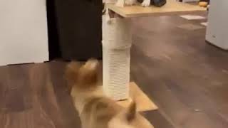 柴犬の子犬勘助の初お散歩配信