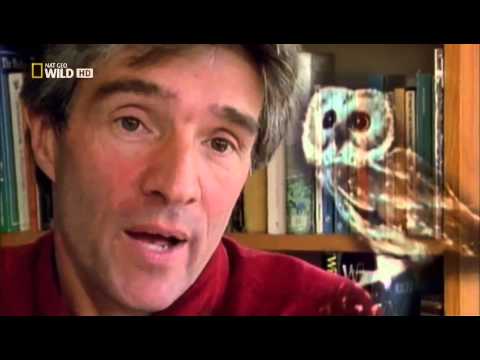 (NEU) Die 7 Leben von Katzen - Die Wahrheit  - Doku 2014 in HD | Dokumentation | Reportage