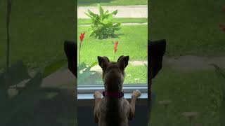 Video preview image #1 Boxer-Unknown Mix Puppy For Sale in Germantown, OH, USA