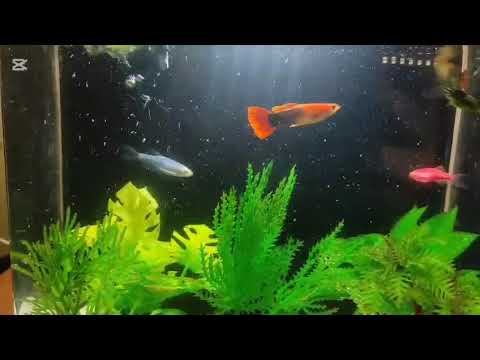 Relaxing Aquarium Fish 🐠 | Calm Music for Stress Relief