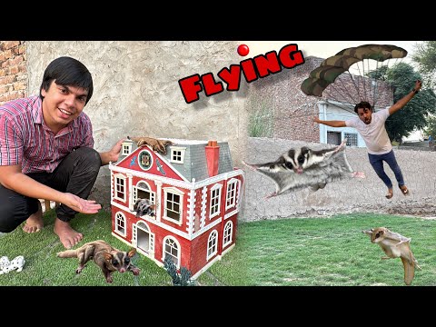 Suger Glider Or Mamu Ny Flying Kia 😱 Or New Home Me Shift Kr Dea 😍