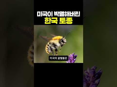 미국이 박멸해버린 한국토종
