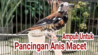 Download lagu Suara Anis Macan Jantan Gacor Full Isian Mental Baja Cocok Untuk Pancingan mp3 Download lagu Suara Anis Macan Jantan Gacor Full Isian Mental Baja Cocok Untuk Pancingan mp3