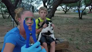 How To Band A Goat and Turn Him Into A Pet