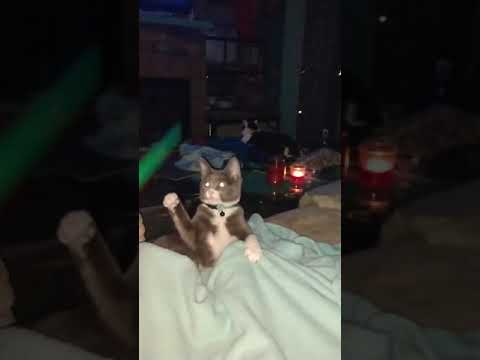 Moonpie Completes Her Jedi Training