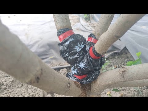 The sad story of one tree