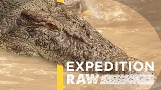 Video From Inside a Crocodile’s Mouth (Exclusive) | Expedition Raw