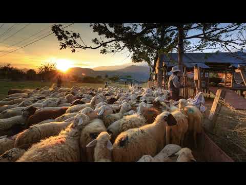 Andrew Maze - Sarba Ciobaneasca