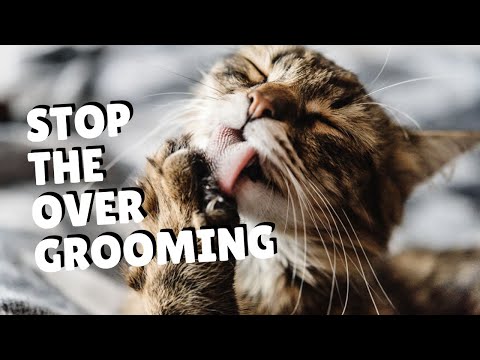 How To Help Stop Over Grooming | Two Crazy Cat Ladies