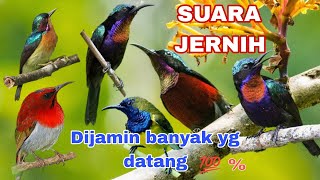 Download lagu suara pikat berbagai macam burung Kolibri,sudah saya buktikan sendri,,hasil selalu memuaskan... mp3