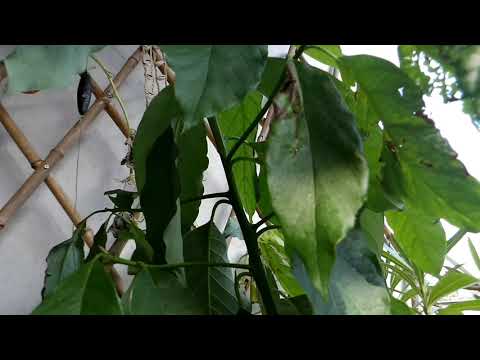 Avocadobaum schneiden