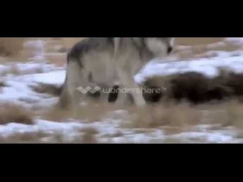 Dropthehouse and DJMovo Energyze Wolf (Official Music Video)