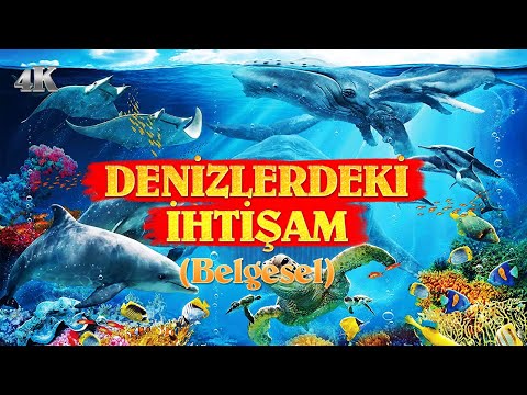 Denizlerdeki İhtişam (Belgesel) – 4K