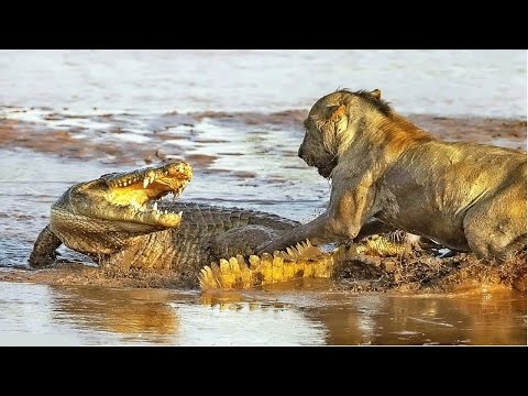 Feroca batalado inter leono kaj grandega krokodilo- 95