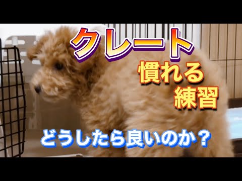犬を輸送用クレートに慣れさせる方法