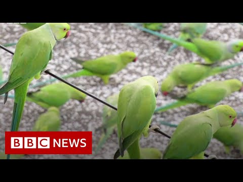 数百羽のオウムが毎日この同じテラスを訪れる理由 - BBC ニュース (Why hundreds of parrots visit this same terrace every day - BBC News)