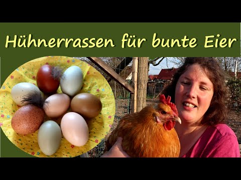 , title : 'Hühnerrassen 🐓 für bunte Eier 🥚│ Unsere Hühnerrassen'