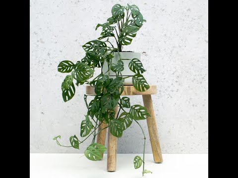 Monstera adansonii - Swiss Cheese Plant -Folha Plant Shop