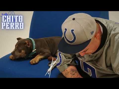 CHITO PERRO - TALK OF THE TOWN