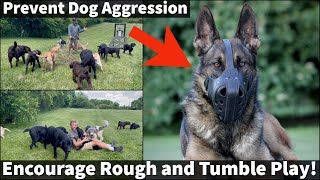 How To Prevent Dog Aggression | Puppies Need Rough and Tumble Play For Proper Socialization