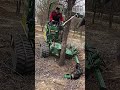 The process of digging ornamental trees in a nursery