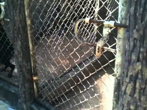 Lonawala Farm Dogs.MOV