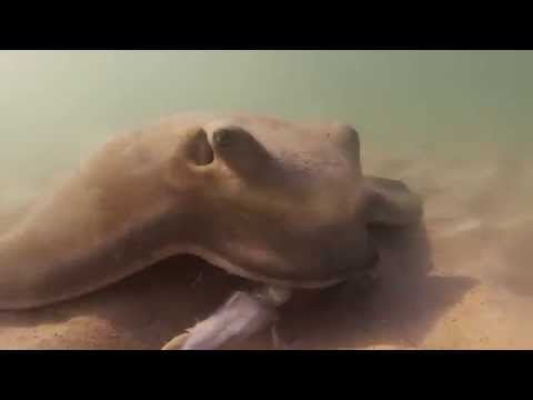 GOPRO hand feeding stingray squid head