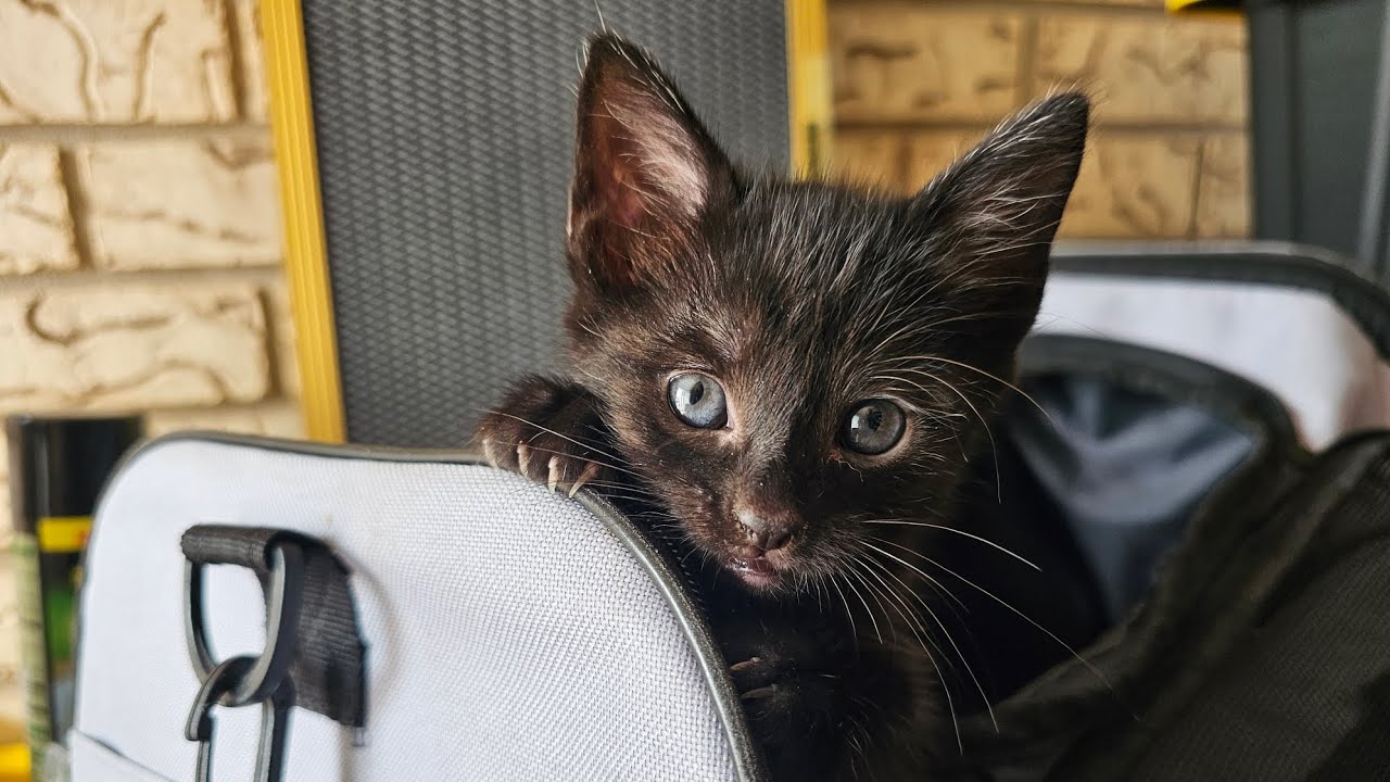 Clyde - The Purrfect Easygoing Kitten, an adopted mixed breed in Seattle, WA video 6/6