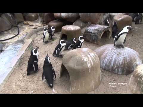 Pinguine - Wilhelma - Stuttgart